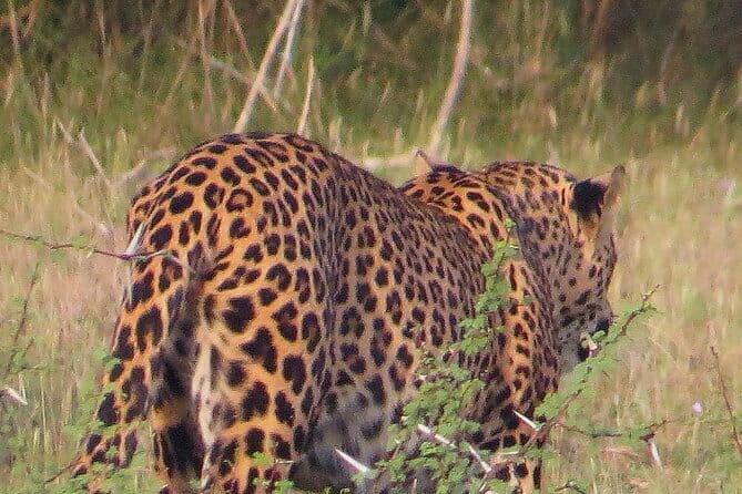 Wilpattu National Park Private Jeep Safari From Colombo & Negombo - Accessibility Features
