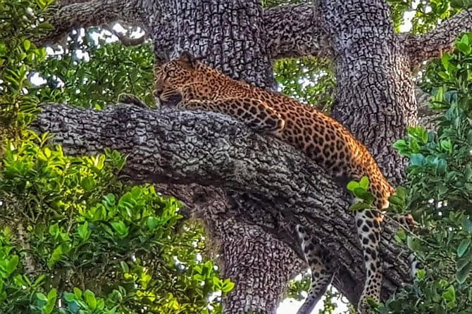 Wilpattu National Park Private Jeep Safari From Colombo & Negombo - Customer Reviews and Feedback