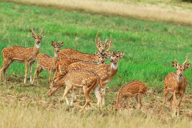 Wilpattu National Park Private Jeep Safari From Colombo & Negombo - Frequently Asked Questions