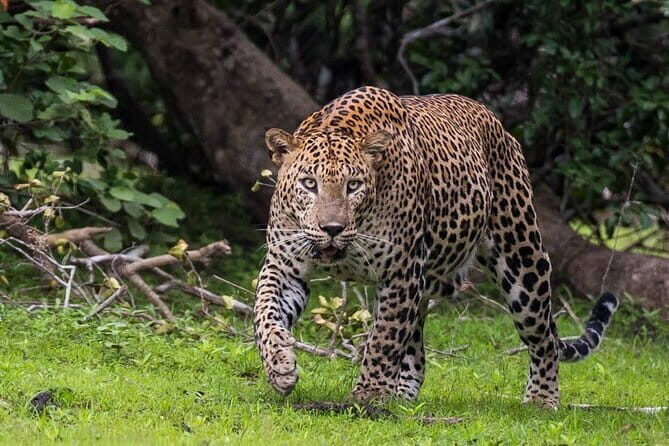 Wilpattu National Park | Private Safari - Key Points