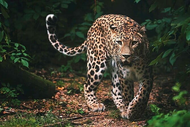 Wilpattu National Park | Private Safari - Why This Tour Is Worth It