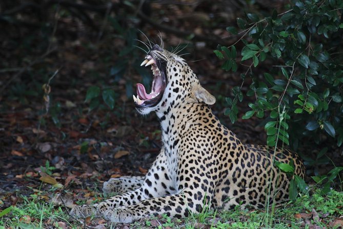 Wilpattu National Park Safari From Colombonegombo by Private Vehicle With Driver - Pickup and Meeting Points