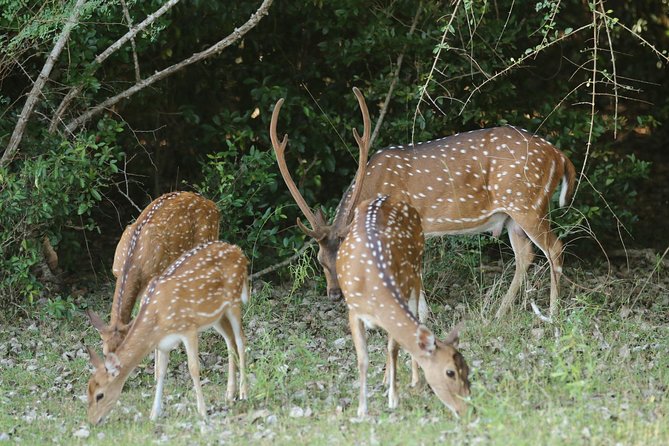 Wilpattu National Park Safari From Colombonegombo by Private Vehicle With Driver - Safari Highlights and Wildlife