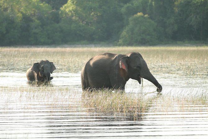 Wilpattu National Park Safari From Colombonegombo by Private Vehicle With Driver - Inclusions and Exclusions