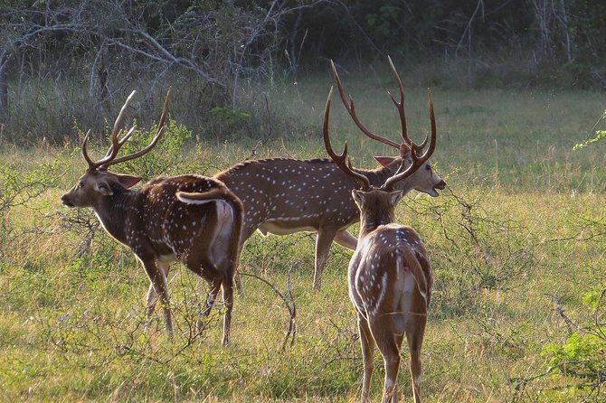 Wilpattu National Park Safari From Negombo - Pickup Information