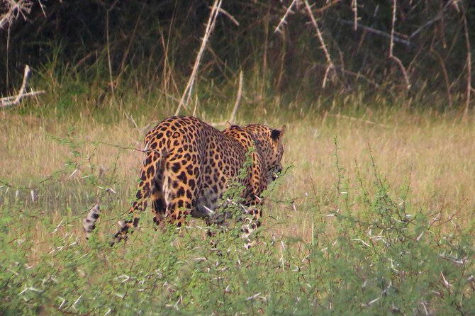 Wilpattu National Park Safari From Negombo - Health and Safety Recommendations