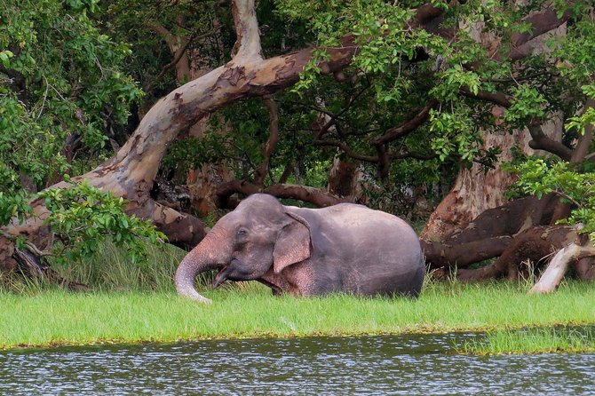 Wilpattu National Park Safari From Negombo - Booking Information