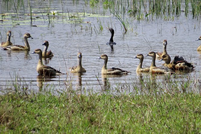 Wilpattu National Park Safari From Negombo - Reviews