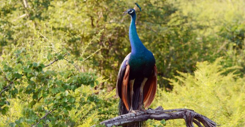 Wilpattu National Park Safari Tour From Dambulla - Park Highlights