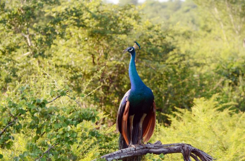 Wilpattu National Park Safari Tour From Dambulla - Wildlife Sightings