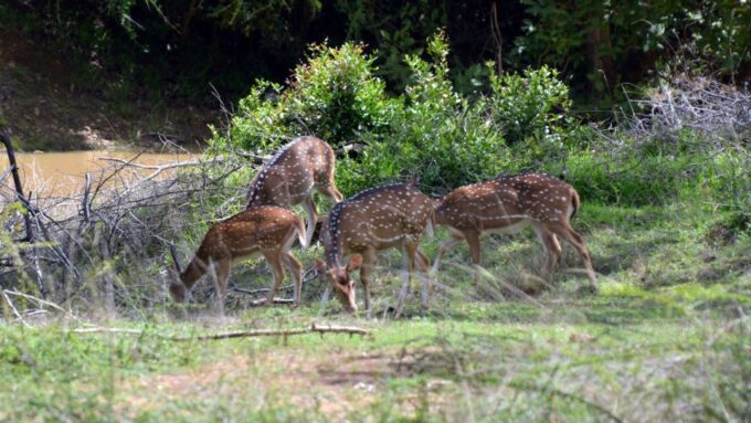 Wilpattu National Park Safari Tour From Dambulla - Accessibility and Restrictions