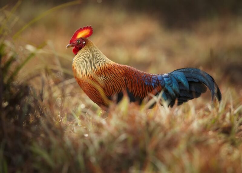 Wilpattu National Park Safari Tour From Kandy - Key Points