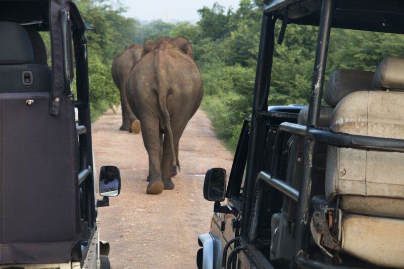 Wilpattu National Park Safari Tour From Kandy - Exploring Wilpattu National Park