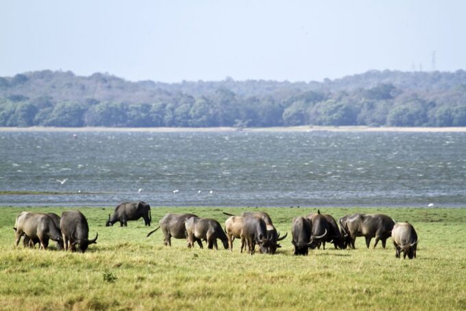 Wilpattu National Park Safari Tour From Kandy - Participant Restrictions
