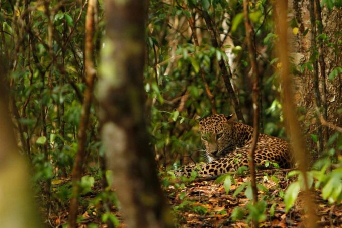 Wilpattu National Park Safari Tour From Kandy - Booking and Cancellation Policy