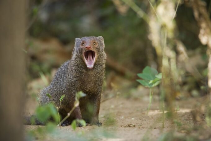 Wilpattu National Park Safari Tour From Kandy - Additional Information