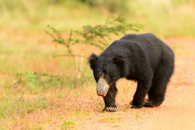 Wilpattu National Park Safari Tour From Kandy - Frequently Asked Questions