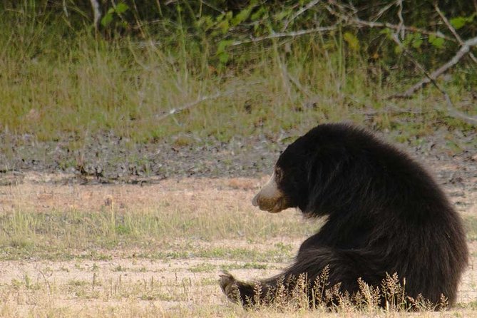 Wilpattu National Park Safari With Naturalist - Good To Know