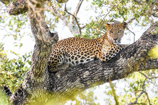Wilpattu National Park Safari With Naturalist - Safari Experience Overview