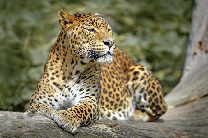 Wilpattu National Park Safari With Naturalist - Inclusions and Exclusions