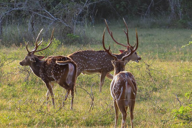 Wilpattu National Park Safari With Naturalist - Physical Requirements