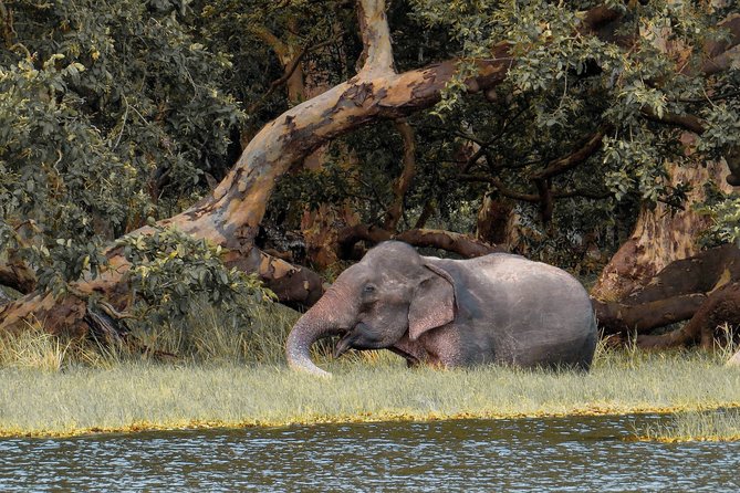 Wilpattu National Park Safari With Naturalist - Safari Start Time