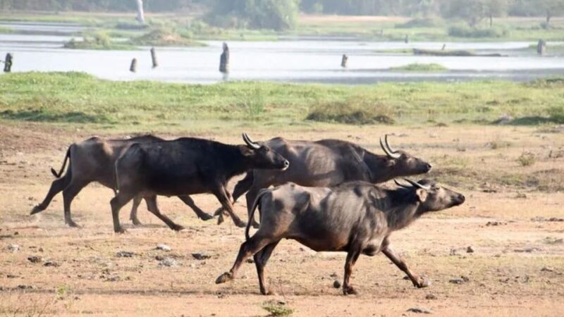 Wilpattu National Park With Safari Jeep & Entrance Ticket - Restrictions and Guidelines