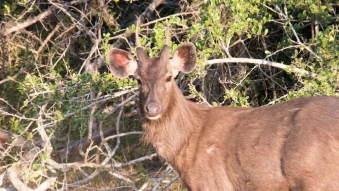 Wilpattu National Park With Safari Jeep & Entrance Ticket - Cancellation and Refund Policy