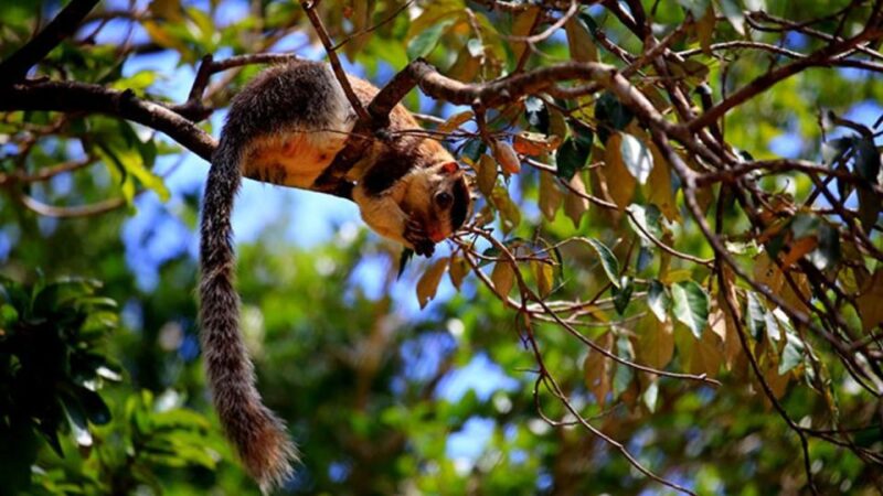 Wilpattu National Park With Safari Jeep & Entrance Ticket - Inclusions and Transportation