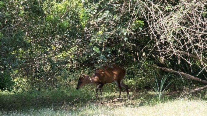 Wilpattu National Park With Safari Jeep & Entrance Ticket - Frequently Asked Questions