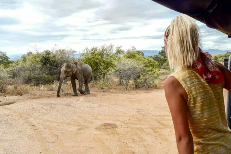 Wilpattu: Private Safari Day Trip with Lunch & Entry Fees - An Overview of the Wilpattu Safari Experience