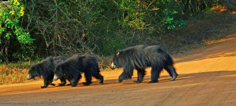 Wilpattu: Private Safari Day Trip with Lunch & Entry Fees - The Real Value of This Tour