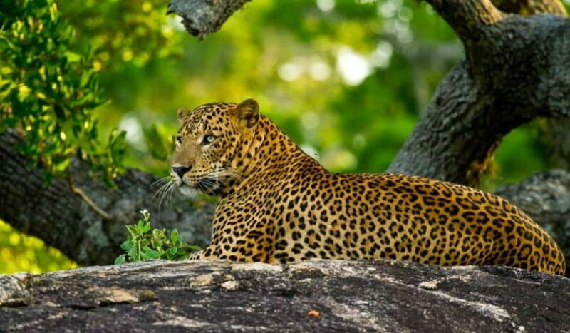Wilpattu: Private Safari Day Trip with Lunch & Entry Fees - What Makes Wilpattu Special?
