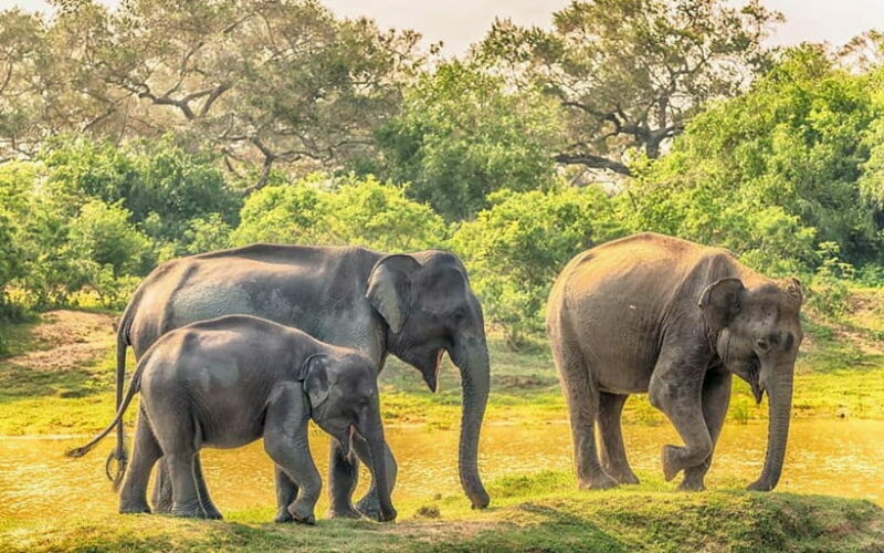 Wilpattu: Private Safari Day Trip with Lunch & Entry Fees - The Sum Up