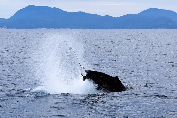 Wilsons Prom Whale Cruise - What to Expect Onboard