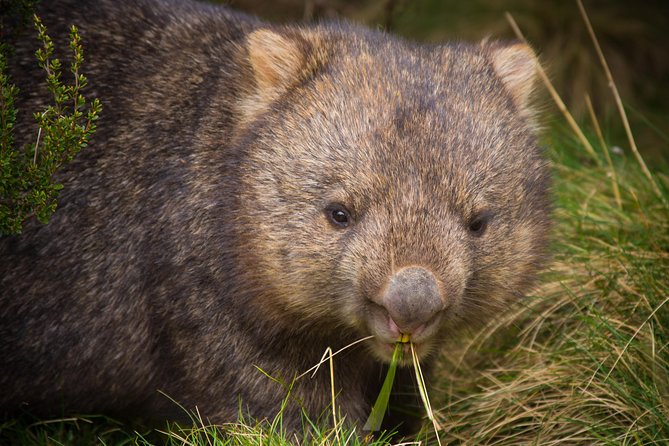 Wilsons Promontory Day Trip From Melbourne - Native Australian Wildlife