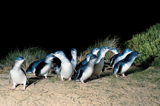 Wilsons Promontory & Phillip Island - Prom & Penguins Tour - Tour Operator and Private Nature