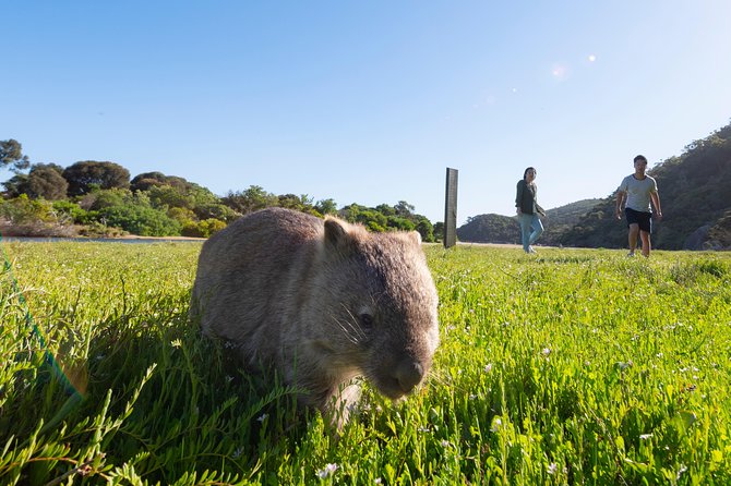 Wilsons Promontory Small Group Eco Tour From Melbourne - Booking Information