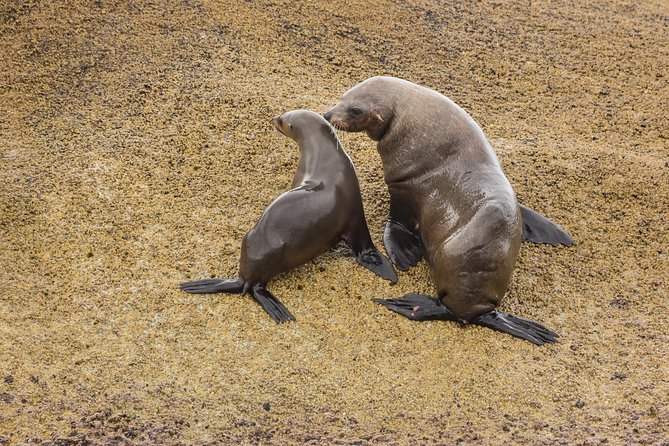 Wilsons Promontory Wilderness Cruise From Tidal River - Traveler Reviews and Experience Highlights