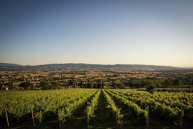 Wine and Cheeses - Inclusions and Accessibility Options