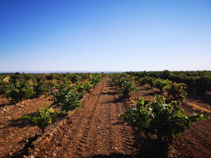 Wine and Food Pairing Tasting Las Dos Antiguas- Artisan Winery Segovia - FAQ