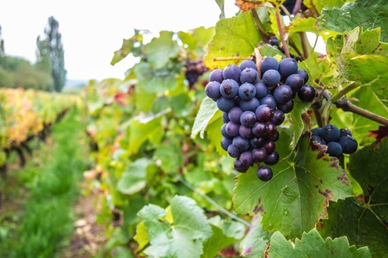 Wine and Food Tasting Tour in Gdansk Old Town - Duration Options