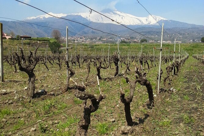 Wine and Lunch Tour - Indulging in a Memorable Lunch
