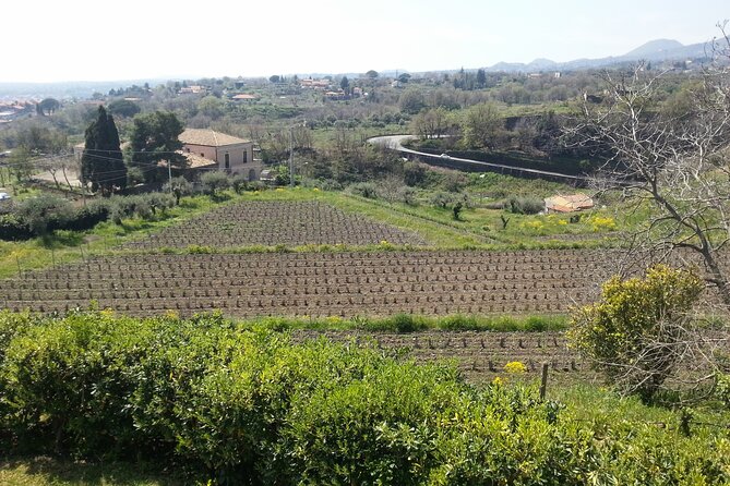 Wine and Lunch Tour - Uncovering the Tour Inclusions
