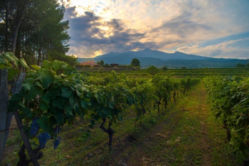 Wine and Lunch Tour - Activity Details