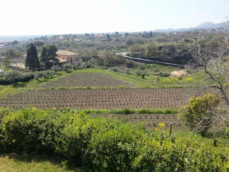 Wine and Lunch Tour - Experience Highlights