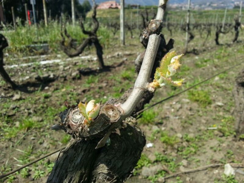 Wine and Lunch Tour - Inclusions