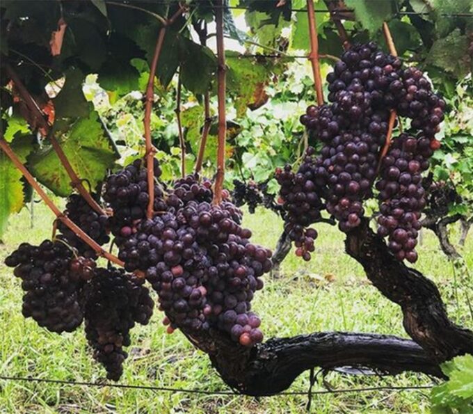 Wine and Lunch Tour - Customer Feedback