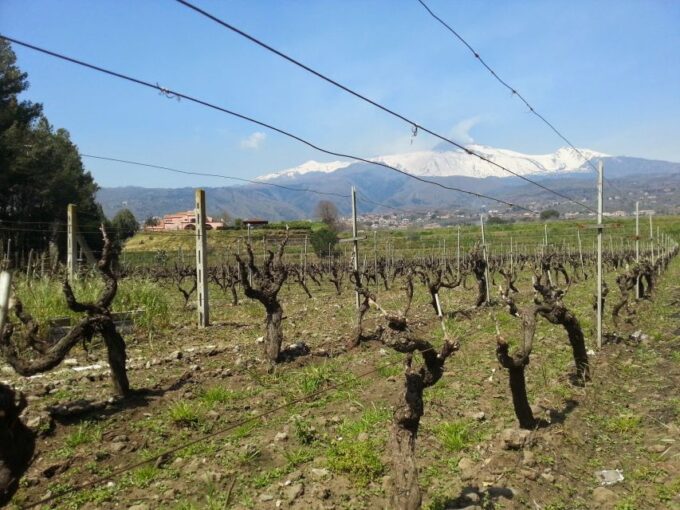 Wine and Lunch Tour - Booking Information