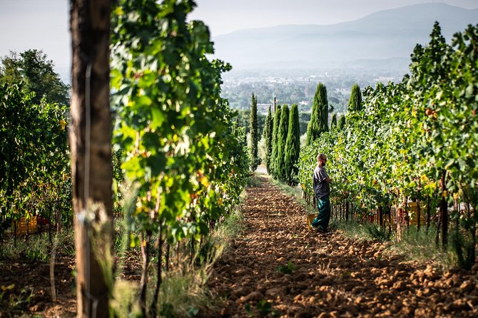 Wine and Olive Oil Tasting & Farm Tour - Reviews and Feedback